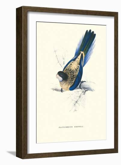 Brown's Parakeet - Platycercus Venustus-Edward Lear-Framed Art Print