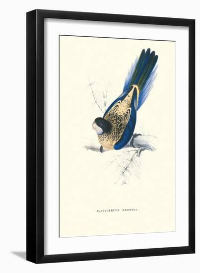 Brown's Parakeet - Platycercus Venustus-Edward Lear-Framed Art Print