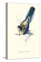 Brown's Parakeet - Platycercus Venustus-Edward Lear-Stretched Canvas