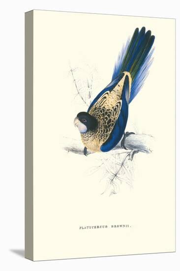 Brown's Parakeet - Platycercus Venustus-Edward Lear-Stretched Canvas