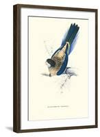 Brown's Parakeet - Platycercus Venustus-Edward Lear-Framed Art Print