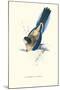 Brown's Parakeet - Platycercus Venustus-Edward Lear-Mounted Art Print