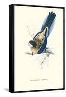 Brown's Parakeet - Platycercus Venustus-Edward Lear-Framed Stretched Canvas