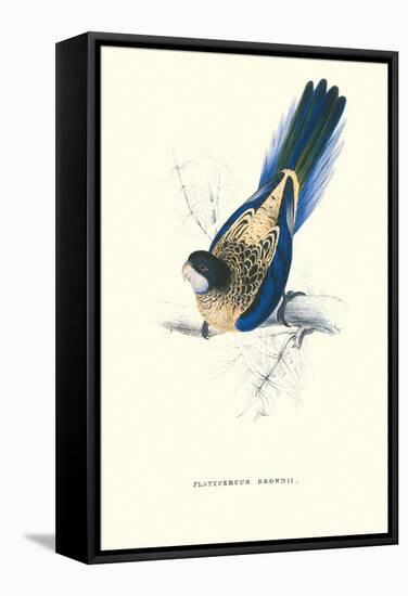 Brown's Parakeet - Platycercus Venustus-Edward Lear-Framed Stretched Canvas