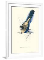 Brown's Parakeet - Platycercus Venustus-Edward Lear-Framed Art Print