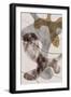 Brown Seaweed-Pictufy Studio II-Framed Giclee Print