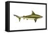 Brown Shark (Carcharhinus Milberti), Fishes-Encyclopaedia Britannica-Framed Stretched Canvas