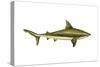Brown Shark (Carcharhinus Milberti), Fishes-Encyclopaedia Britannica-Stretched Canvas
