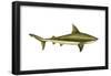 Brown Shark (Carcharhinus Milberti), Fishes-Encyclopaedia Britannica-Framed Poster