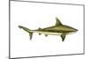 Brown Shark (Carcharhinus Milberti), Fishes-Encyclopaedia Britannica-Mounted Poster