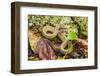 Brown snake, Storeria dekayi dekayi. Barrington, New Hampshire.-Jerry & Marcy Monkman-Framed Photographic Print