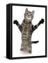 Brown Spotted Tabby Cat Male Standing and Reaching Up-Jane Burton-Framed Stretched Canvas