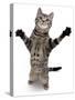 Brown Spotted Tabby Cat Male Standing and Reaching Up-Jane Burton-Stretched Canvas