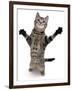 Brown Spotted Tabby Cat Male Standing and Reaching Up-Jane Burton-Framed Premium Photographic Print