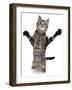 Brown Spotted Tabby Cat Male Standing and Reaching Up-Jane Burton-Framed Photographic Print