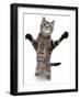 Brown Spotted Tabby Cat Male Standing and Reaching Up-Jane Burton-Framed Photographic Print