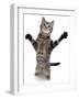 Brown Spotted Tabby Cat Male Standing and Reaching Up-Jane Burton-Framed Photographic Print