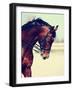 Brown Stallion. Portrait of a Sports Brown Horse. Riding on a Horse. Thoroughbred Horse. Beautiful-Elya Vatel-Framed Photographic Print