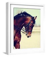 Brown Stallion. Portrait of a Sports Brown Horse. Riding on a Horse. Thoroughbred Horse. Beautiful-Elya Vatel-Framed Photographic Print