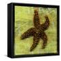 Brown Starfish-John W Golden-Framed Stretched Canvas