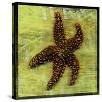 Brown Starfish-John W Golden-Stretched Canvas