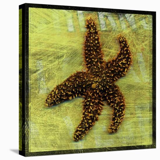Brown Starfish-John W Golden-Stretched Canvas