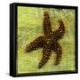 Brown Starfish-John W Golden-Framed Stretched Canvas