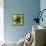 Brown Starfish-John W Golden-Giclee Print displayed on a wall