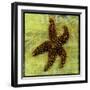 Brown Starfish-John W Golden-Framed Giclee Print