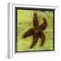 Brown Starfish-John W Golden-Framed Giclee Print