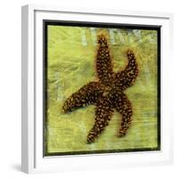 Brown Starfish-John W Golden-Framed Giclee Print