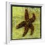Brown Starfish-John W Golden-Framed Giclee Print