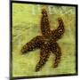 Brown Starfish-John W Golden-Mounted Giclee Print