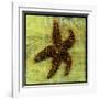 Brown Starfish-John W Golden-Framed Giclee Print