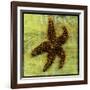 Brown Starfish-John W Golden-Framed Giclee Print