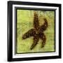 Brown Starfish-John W Golden-Framed Giclee Print