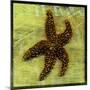 Brown Starfish-John W Golden-Mounted Giclee Print