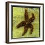 Brown Starfish-John W Golden-Framed Premium Giclee Print