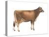 Brown Swiss Cow, Dairy Cattle, Mammals-Encyclopaedia Britannica-Stretched Canvas