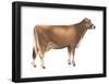 Brown Swiss Cow, Dairy Cattle, Mammals-Encyclopaedia Britannica-Framed Poster