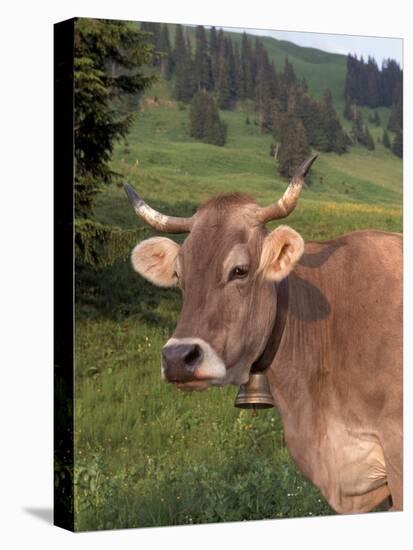 Brown Swiss Cow, Switzerland-Lynn M^ Stone-Stretched Canvas