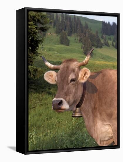 Brown Swiss Cow, Switzerland-Lynn M^ Stone-Framed Stretched Canvas