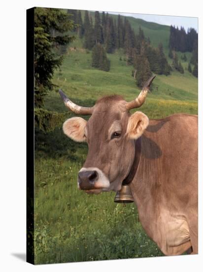 Brown Swiss Cow, Switzerland-Lynn M^ Stone-Stretched Canvas