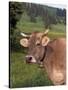 Brown Swiss Cow, Switzerland-Lynn M^ Stone-Stretched Canvas