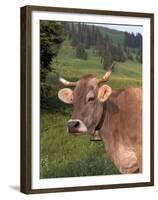 Brown Swiss Cow, Switzerland-Lynn M^ Stone-Framed Premium Photographic Print