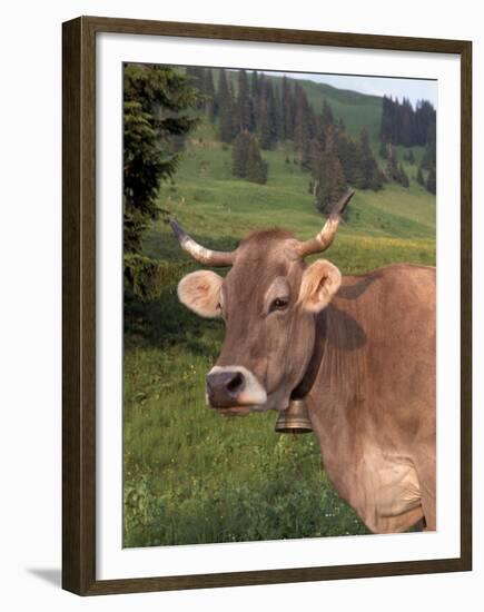 Brown Swiss Cow, Switzerland-Lynn M^ Stone-Framed Premium Photographic Print