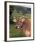 Brown Swiss Cow, Switzerland-Lynn M^ Stone-Framed Premium Photographic Print