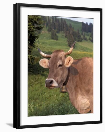 Brown Swiss Cow, Switzerland-Lynn M^ Stone-Framed Premium Photographic Print