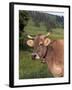 Brown Swiss Cow, Switzerland-Lynn M^ Stone-Framed Premium Photographic Print