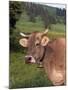 Brown Swiss Cow, Switzerland-Lynn M^ Stone-Mounted Premium Photographic Print